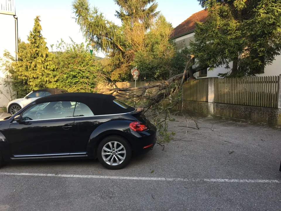 Umgestürzter Baum behindert Parkplätze – Foto 1 von 5