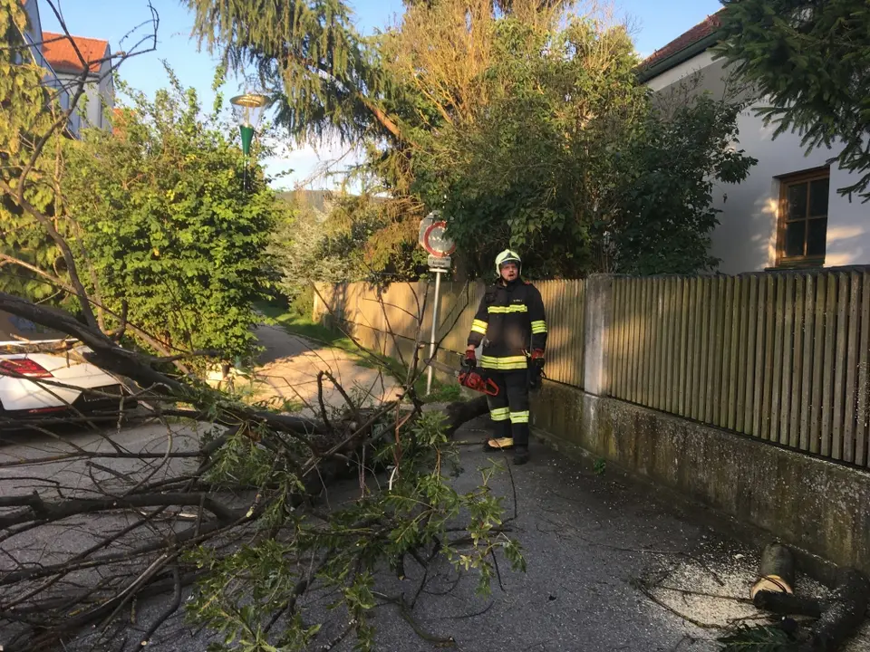 Umgestürzter Baum behindert Parkplätze – Foto 2 von 5