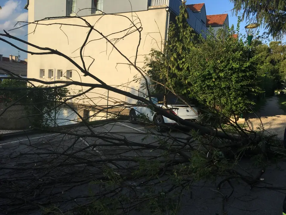 Umgestürzter Baum behindert Parkplätze – Foto 3 von 5