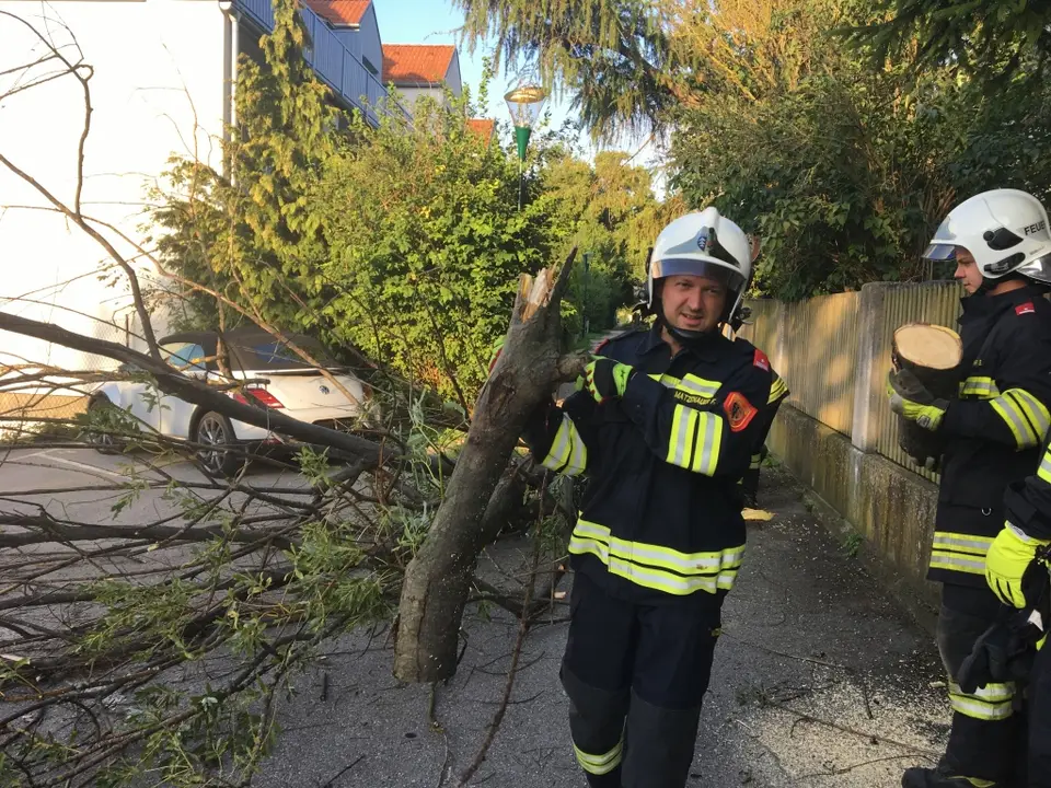 Umgestürzter Baum behindert Parkplätze – Foto 4 von 5