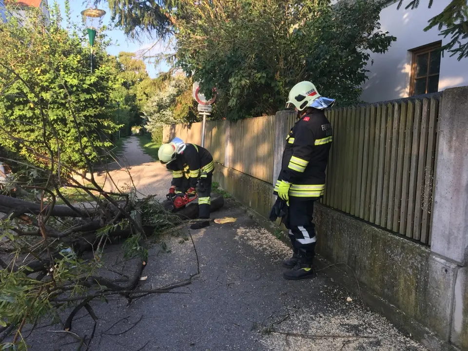 Umgestürzter Baum behindert Parkplätze – Foto 5 von 5