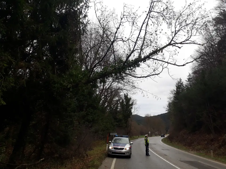 Baum über Straße – Foto 1 von 3