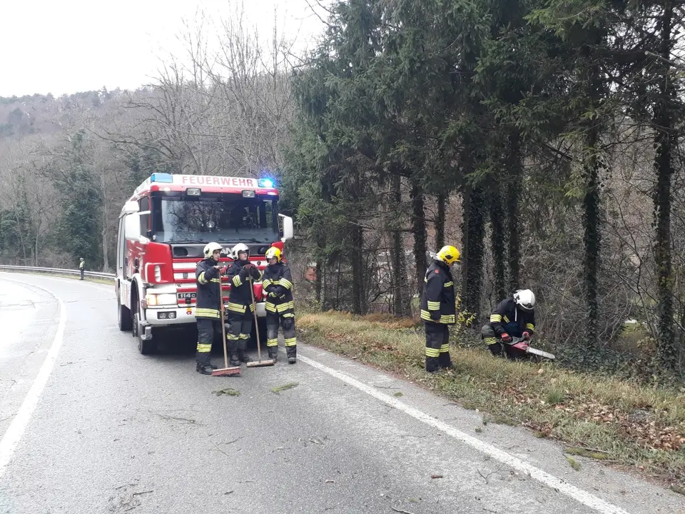 Baum über Straße – Foto 2 von 3