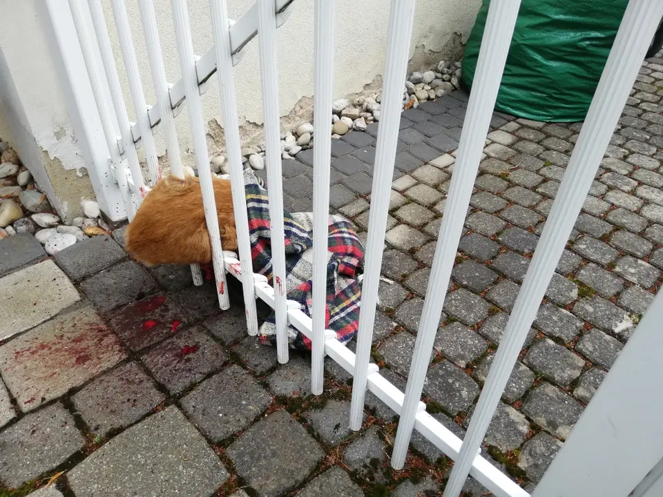 Tierrettung Reh aus Gartenzaun – Foto 1 von 4