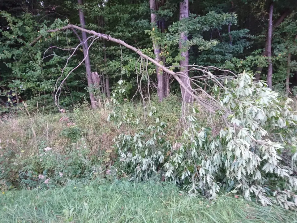 Baum „ragt in Fahrbahn“ – Foto 1 von 2