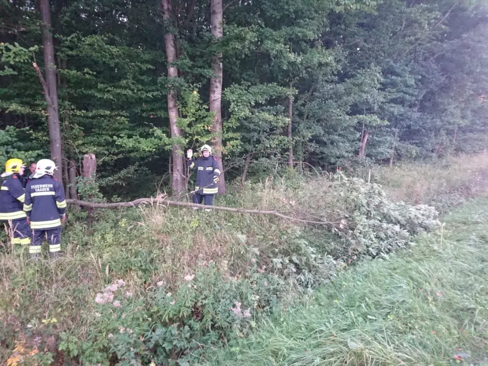 Baum „ragt in Fahrbahn“ – Foto 2 von 2