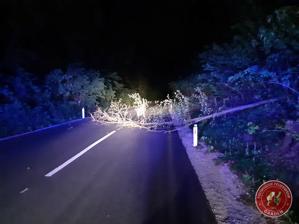 Baum über Straße – Foto 1 von 4
