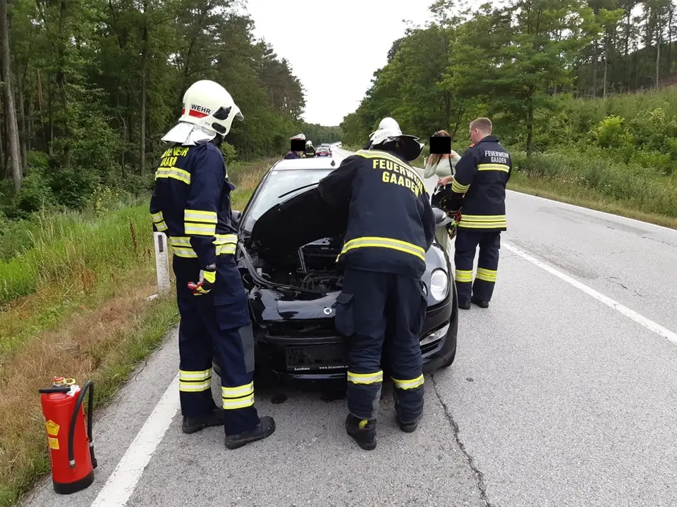 Wildunfall auf der B11 – Foto 1 von 4