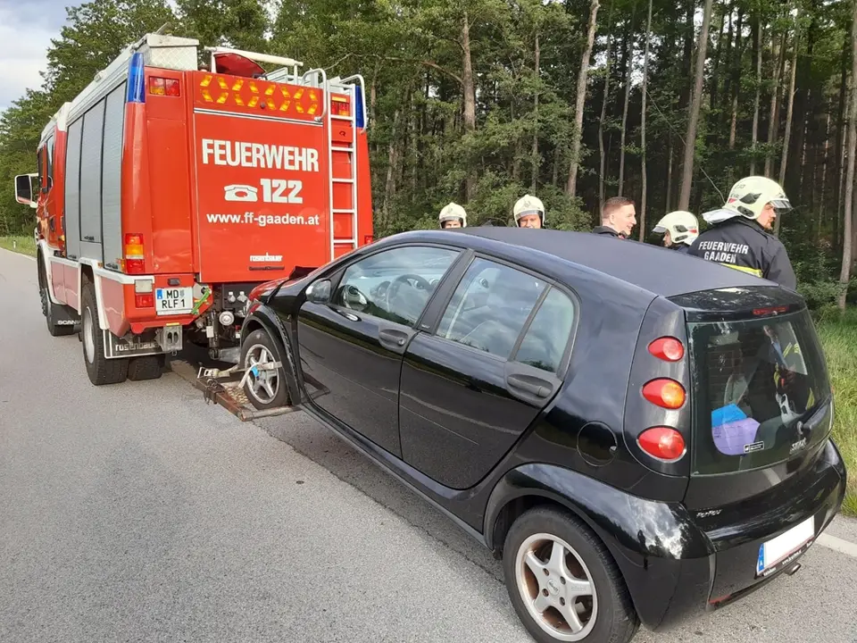 Wildunfall auf der B11 – Foto 4 von 4