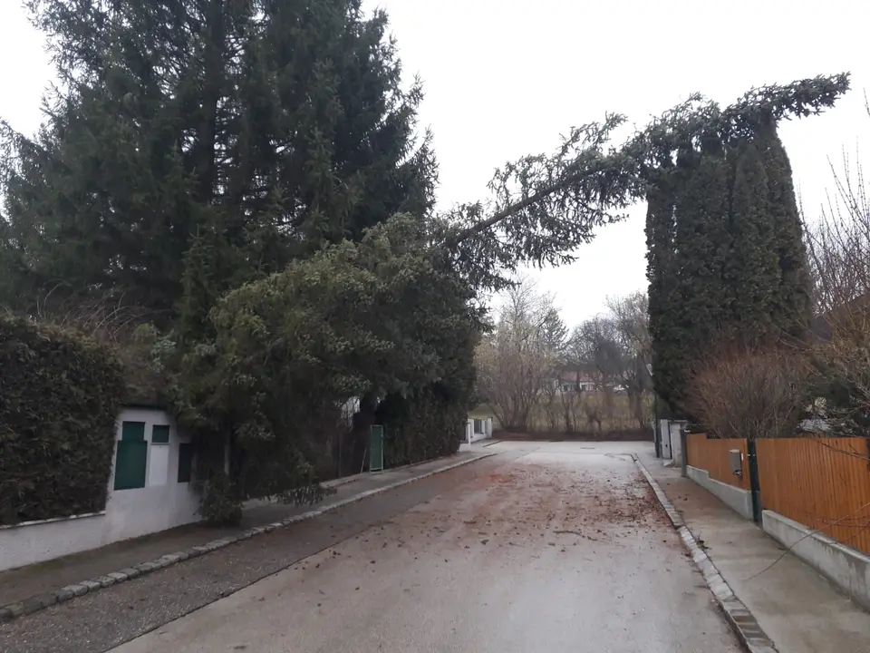 Umgestürzter Baum – Foto 1 von 5