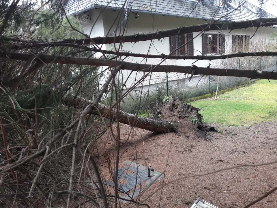 Umgestürzter Baum – Foto 3 von 5