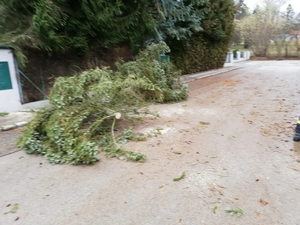 Umgestürzter Baum – Foto 4 von 5