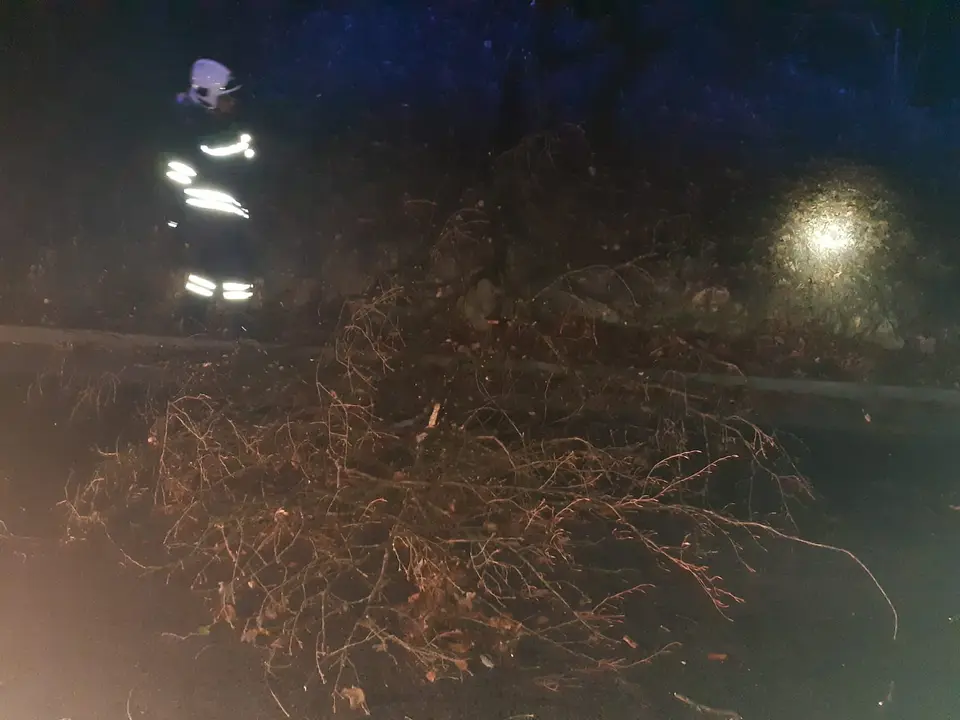Baum über Straße – Foto 1 von 1