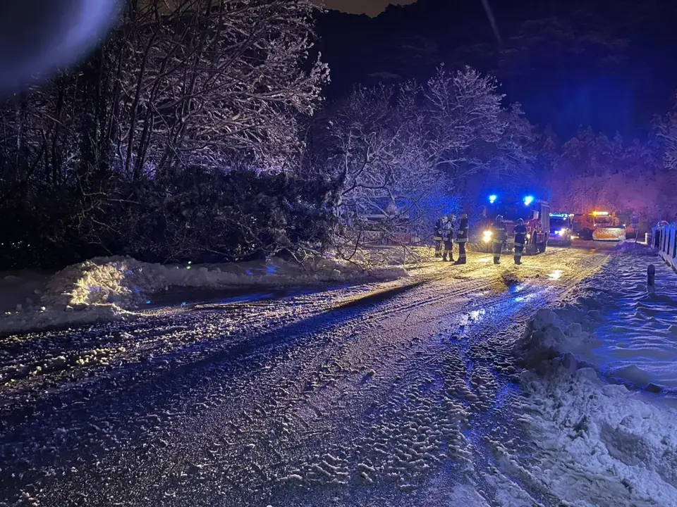 Baum über Straße – Foto 1 von 3