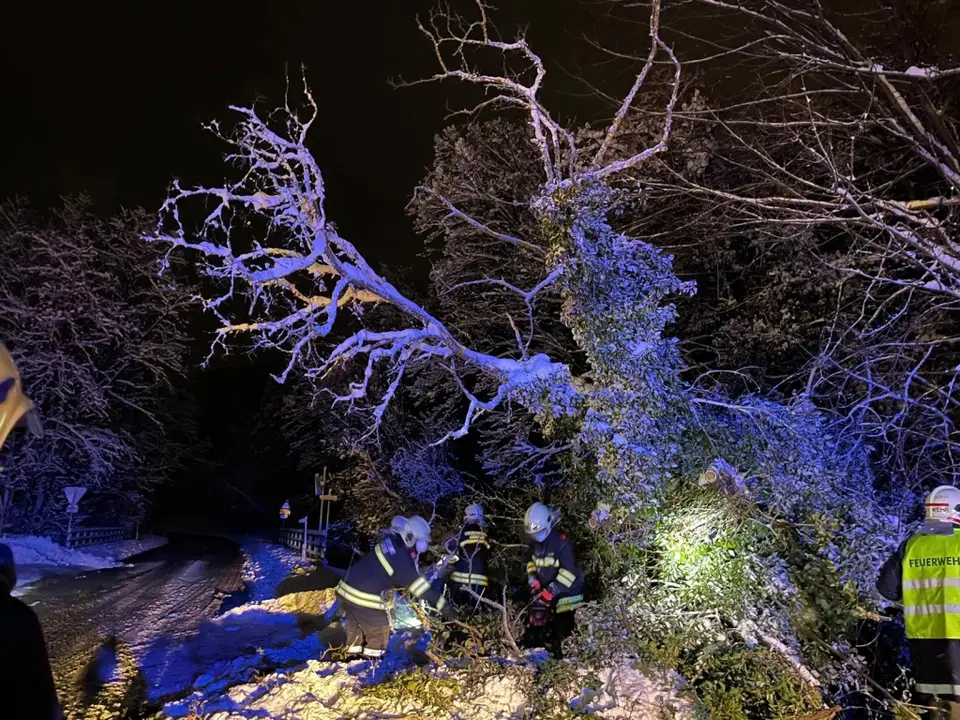 Baum über Straße – Foto 2 von 3