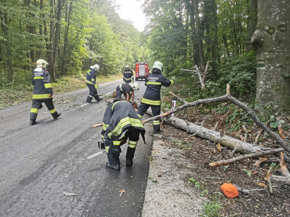Baum über Straße – Foto 2 von 2