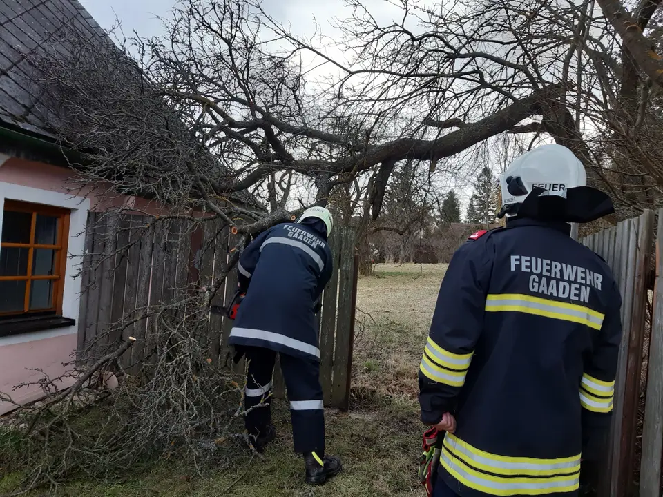 Baum auf Hausdach gestürzt – Foto 2 von 2