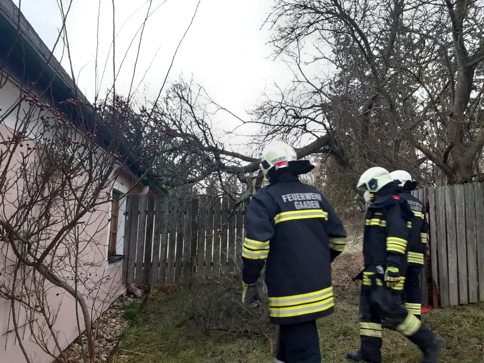 Baum auf Hausdach gestürzt – Foto 1 von 2