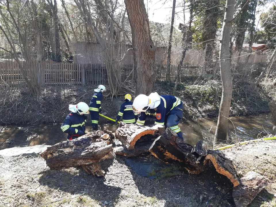 Brand eines Baumstammes – Foto 5 von 6