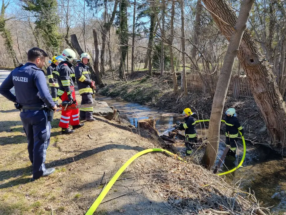Brand eines Baumstammes – Foto 4 von 6