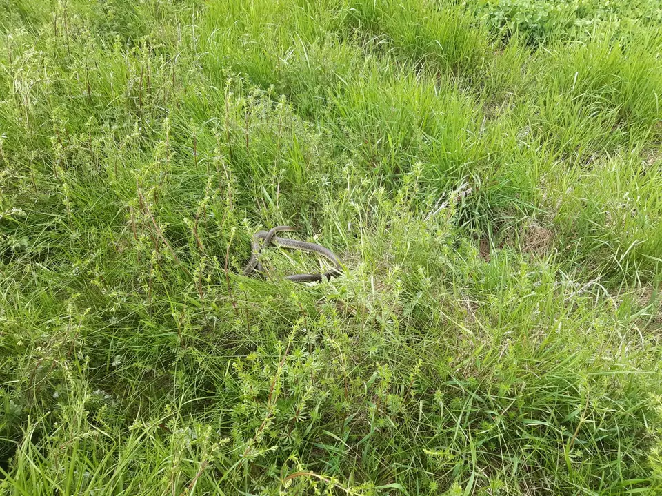 Zwei Schlangen im Garten – Foto 1 von 2