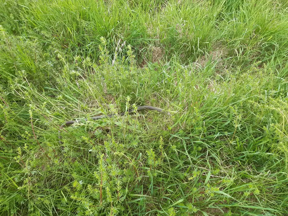 Zwei Schlangen im Garten – Foto 2 von 2