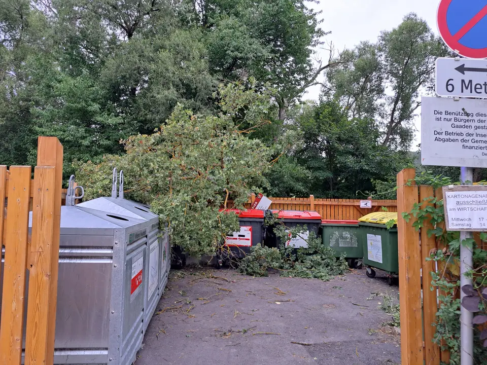 Baum auf Müllinsel gestürzt – Foto 1 von 2
