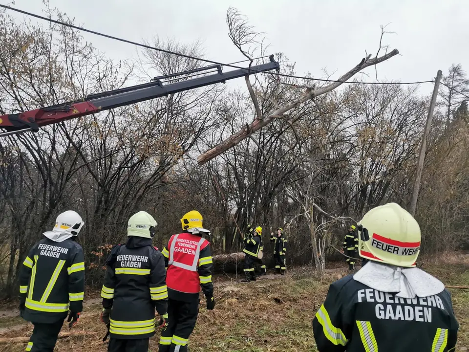 Baum auf Stromleitung gestürzt – Foto 3 von 3