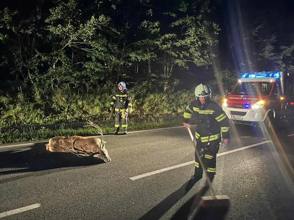 Wildunfall auf der B11 – Foto 2 von 4