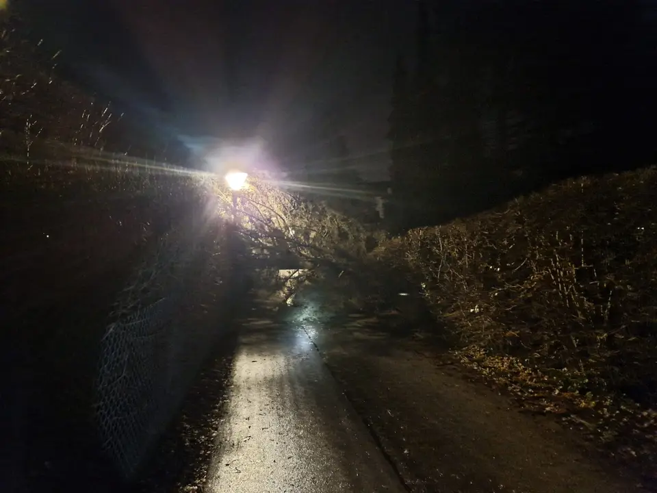Umgestürzter Baum – Foto 1 von 4
