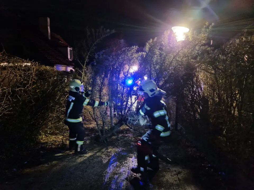 Umgestürzter Baum – Foto 3 von 4
