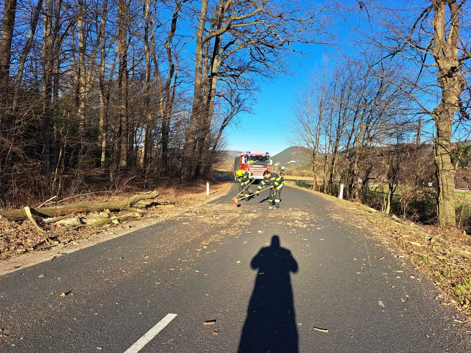 Baum auf Straße – Foto 1 von 2