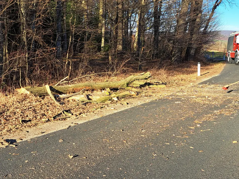 Baum auf Straße – Foto 2 von 2