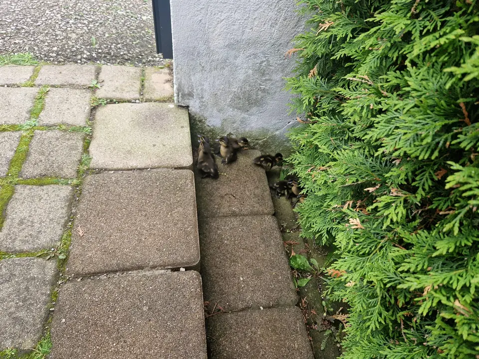 Entenfamilie gerettet – Foto 1 von 4