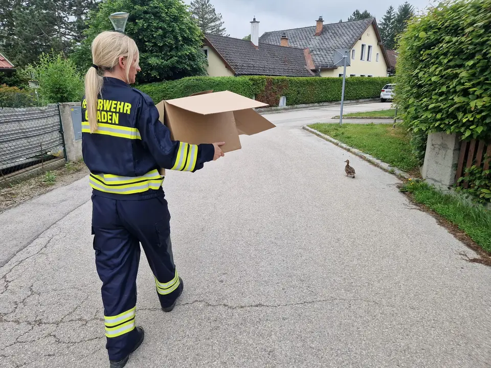 Entenfamilie gerettet – Foto 3 von 4