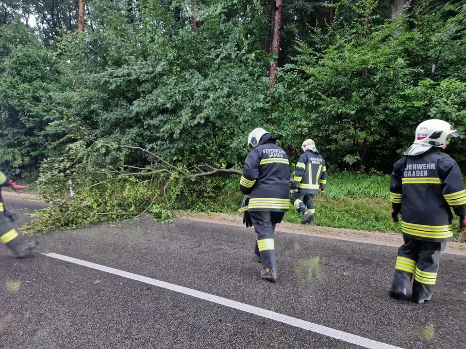 Ast auf Fahrbahn – Foto 1 von 2