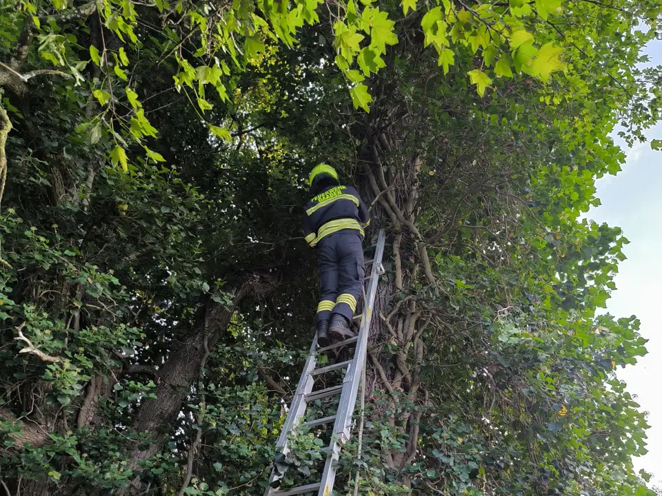 Baum drohte umzustürzen – Foto 2 von 2