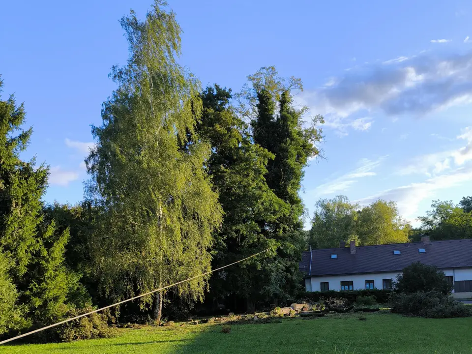 Baum drohte umzustürzen – Foto 1 von 2