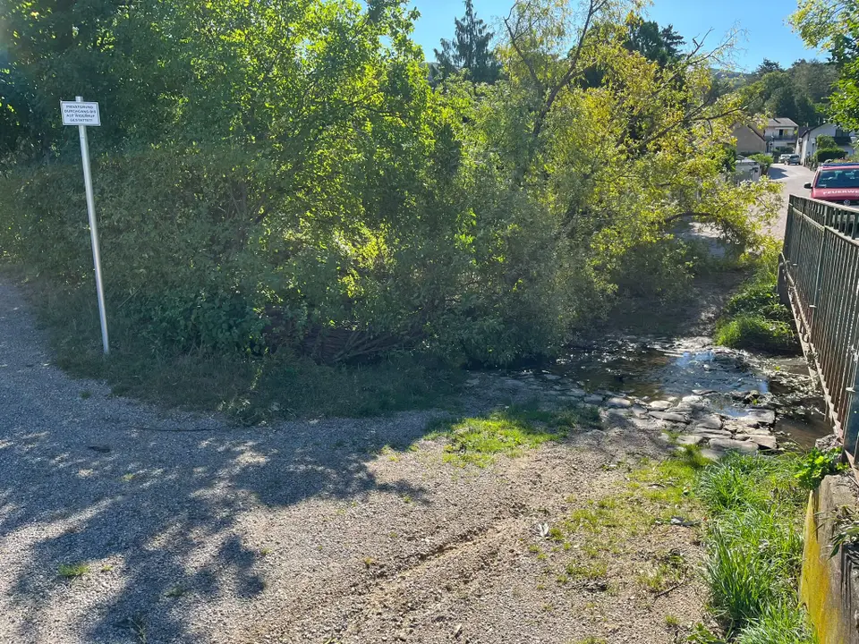 Umgestürzter Baum – Foto 1 von 3