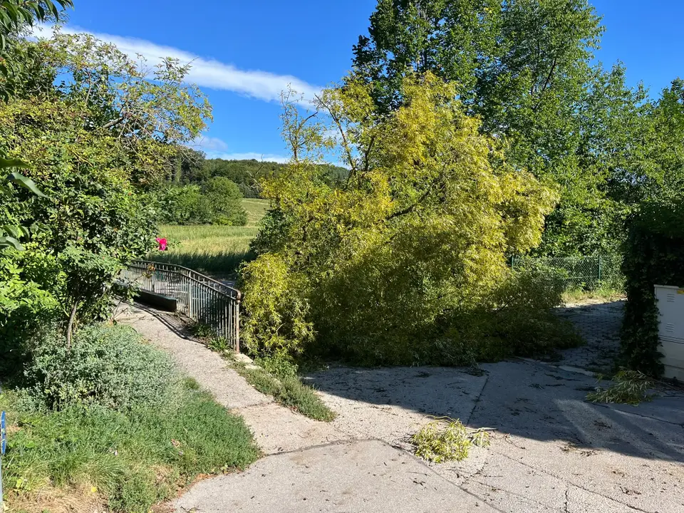 Umgestürzter Baum – Foto 2 von 3