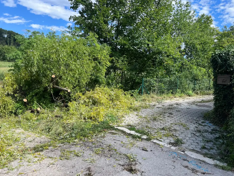 Umgestürzter Baum – Foto 3 von 3