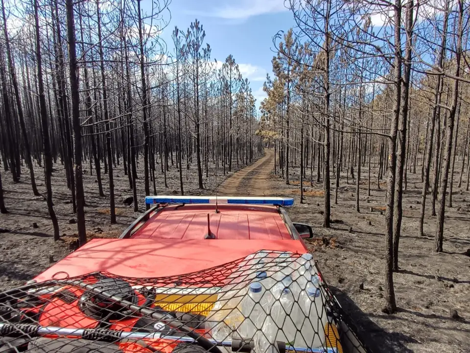 Waldbrand im Föhrenwald – Foto 5 von 8